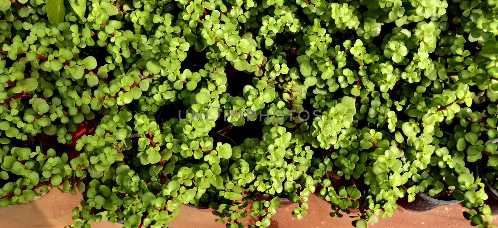 Top shot of the elephant bush small leaves plant in cluster inside the plant nursery in New Delhi, India