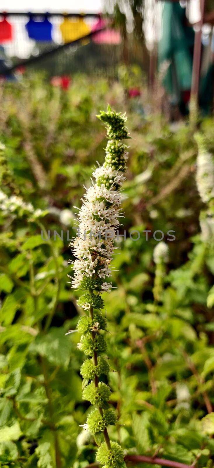 Vertical image of Apple mint white flower adorns the nursery surrounded by green leaves of different shade and hue in New Delhi, India