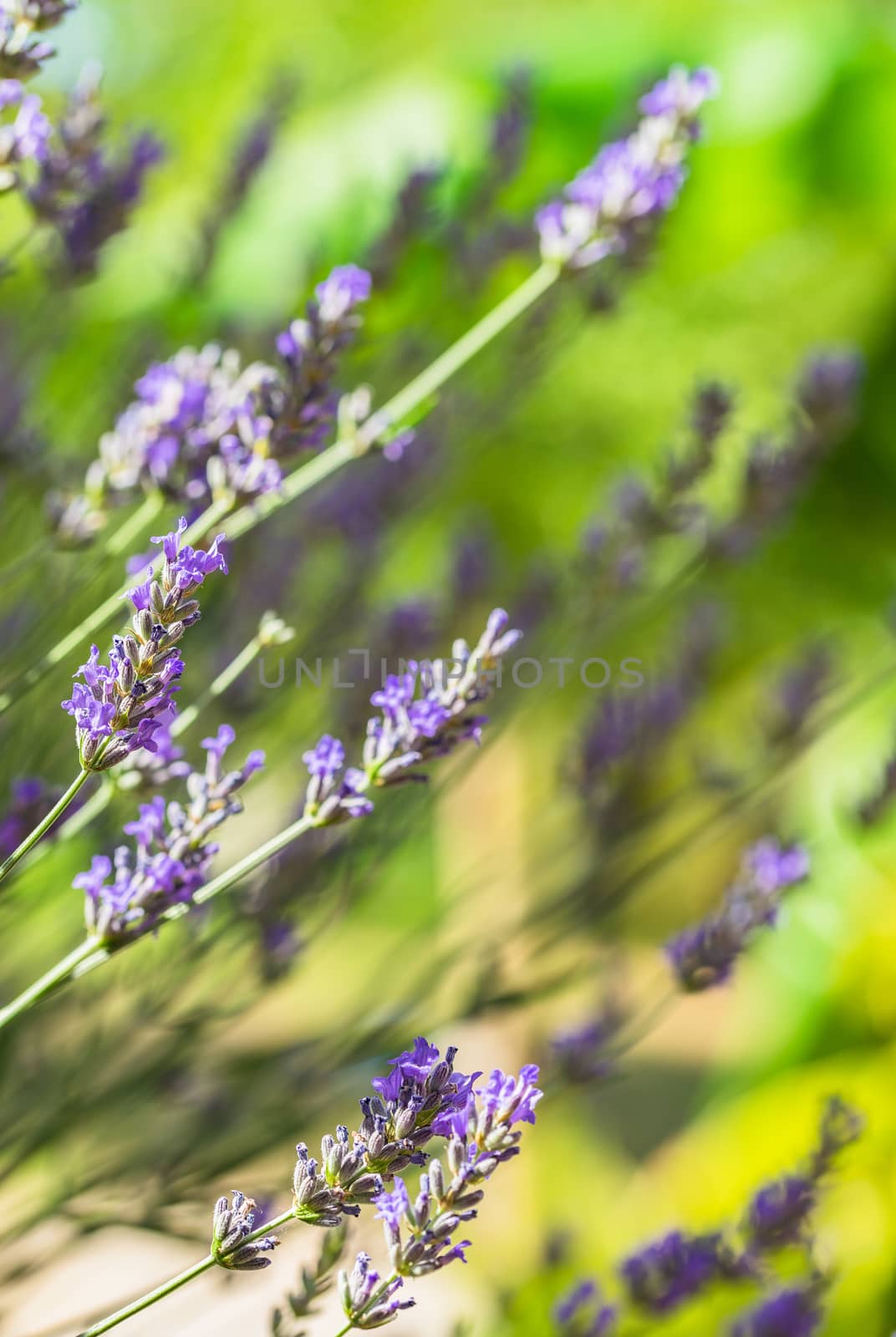 Close-up of lavender flowers by Vulcano