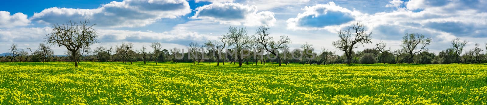 Beautiful panorama landscape of meadow with yellow flowers, fresh grass and trees 