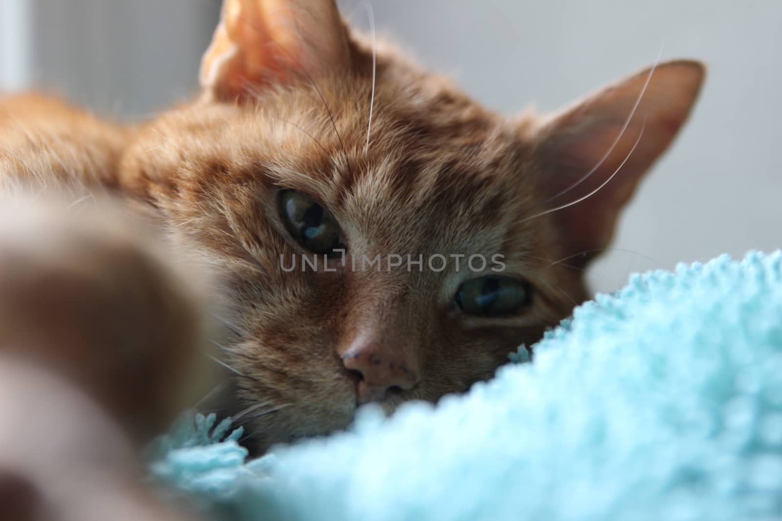 My Cat Spikey Chills at home in the sun