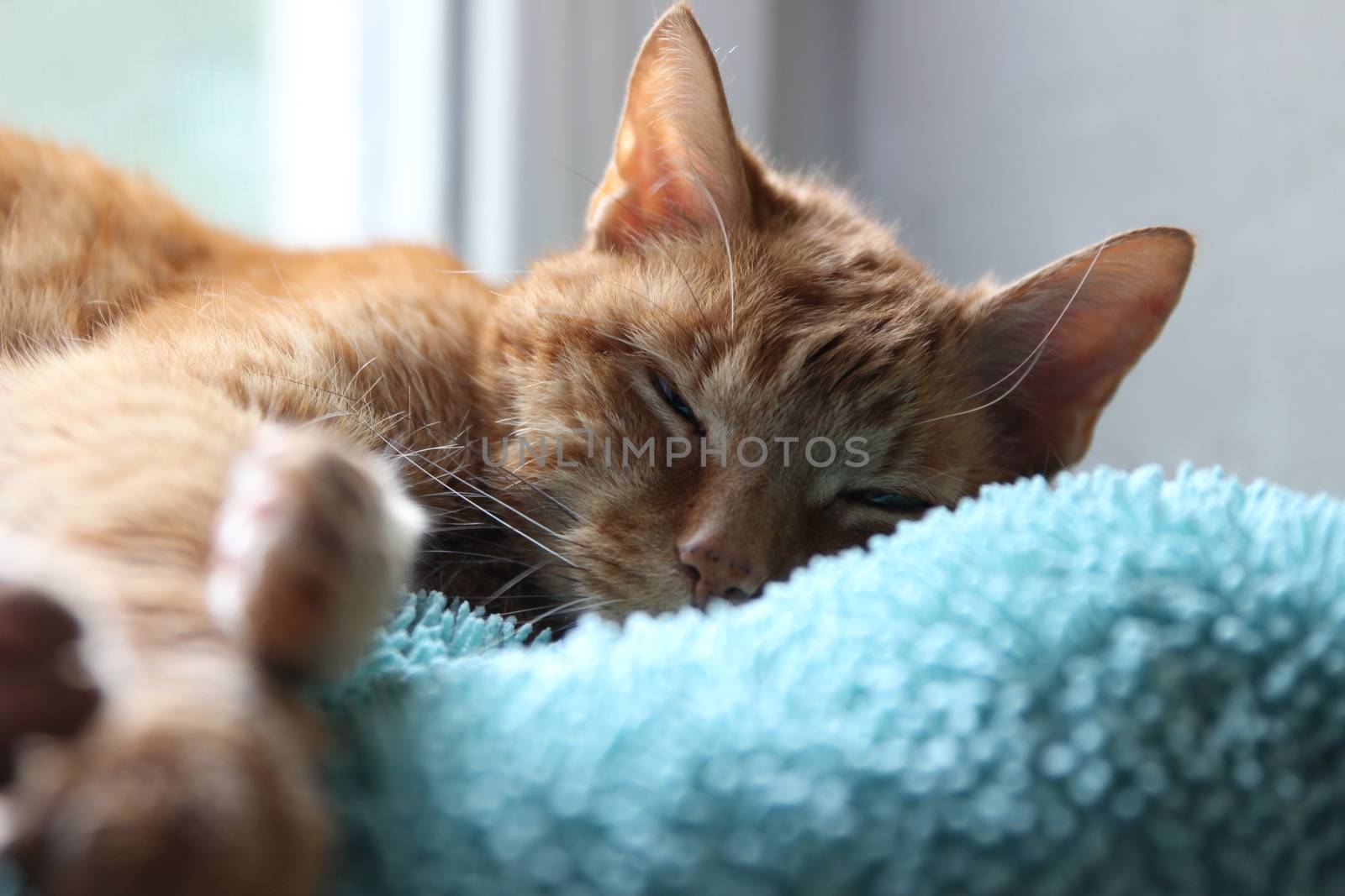 My cat chills on the windowsill in the sun and takes pictures by hanibalsmith18