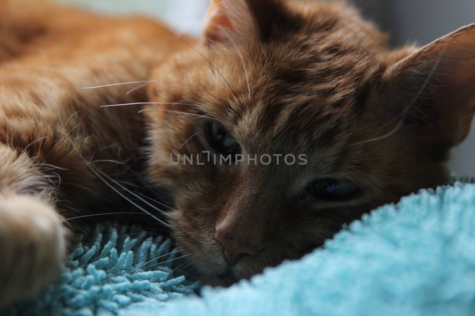 My Cat Spikey Chills at home in the sun