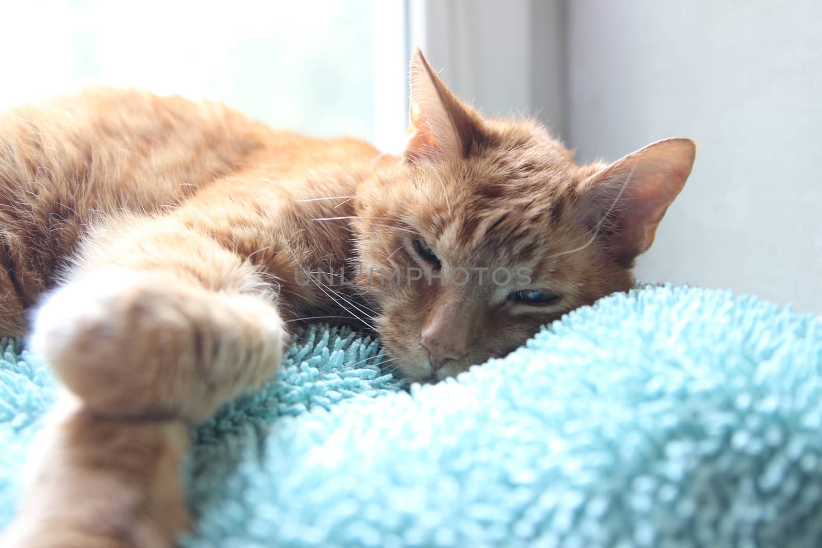 My cat chills on the windowsill in the sun and takes pictures by hanibalsmith18