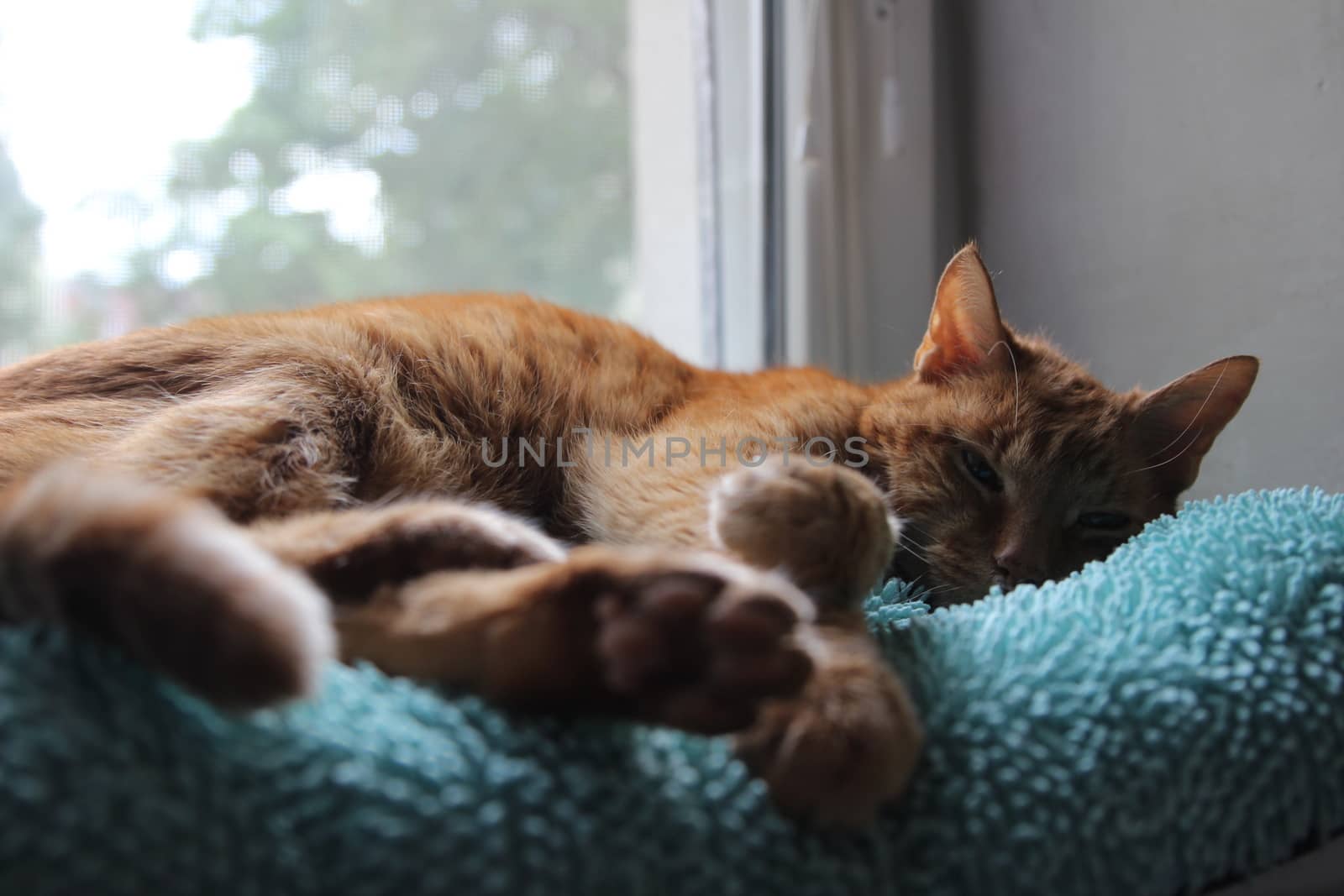 My Cat Spikey Chills at home in the sun