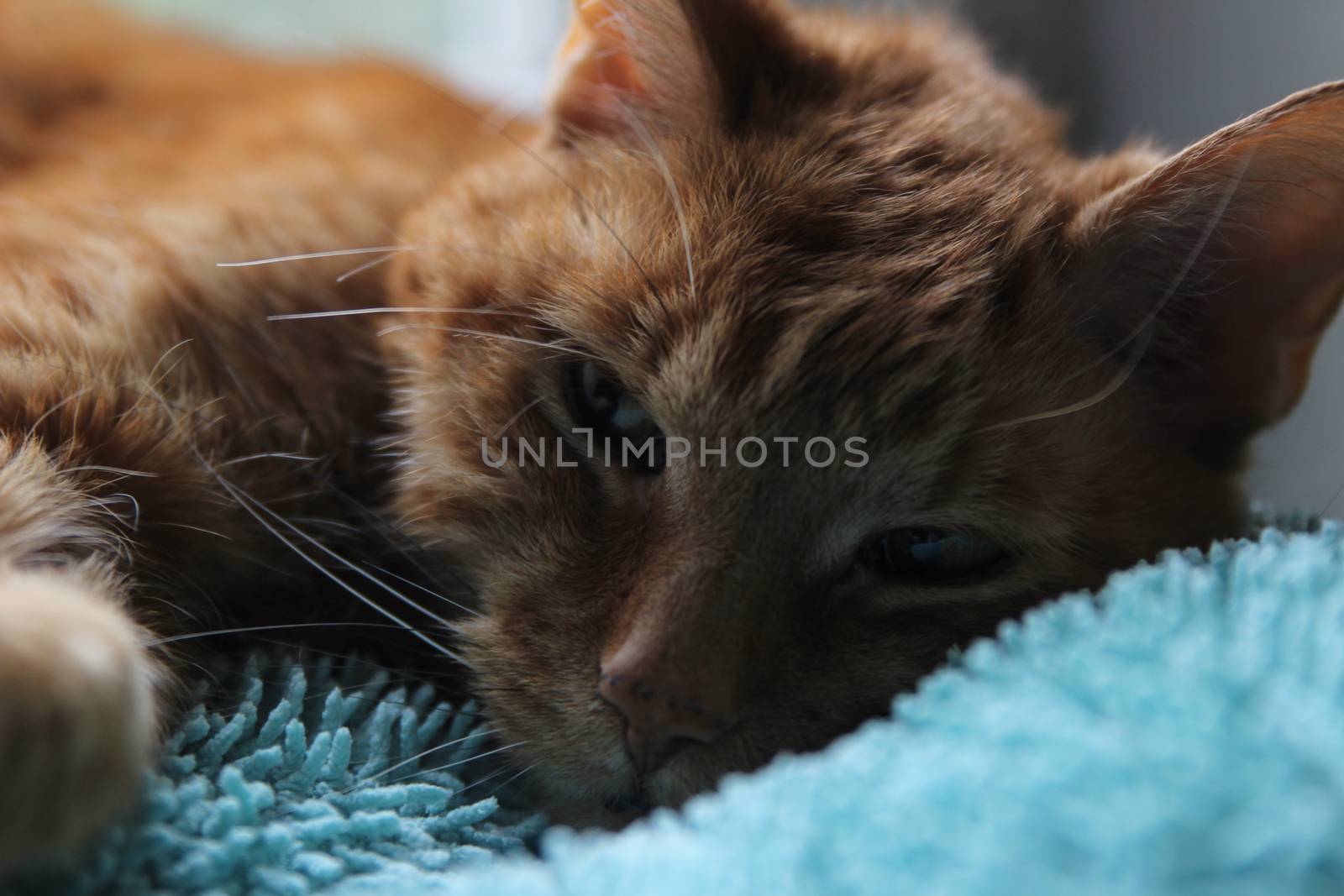 My cat chills on the windowsill in the sun and takes pictures by hanibalsmith18