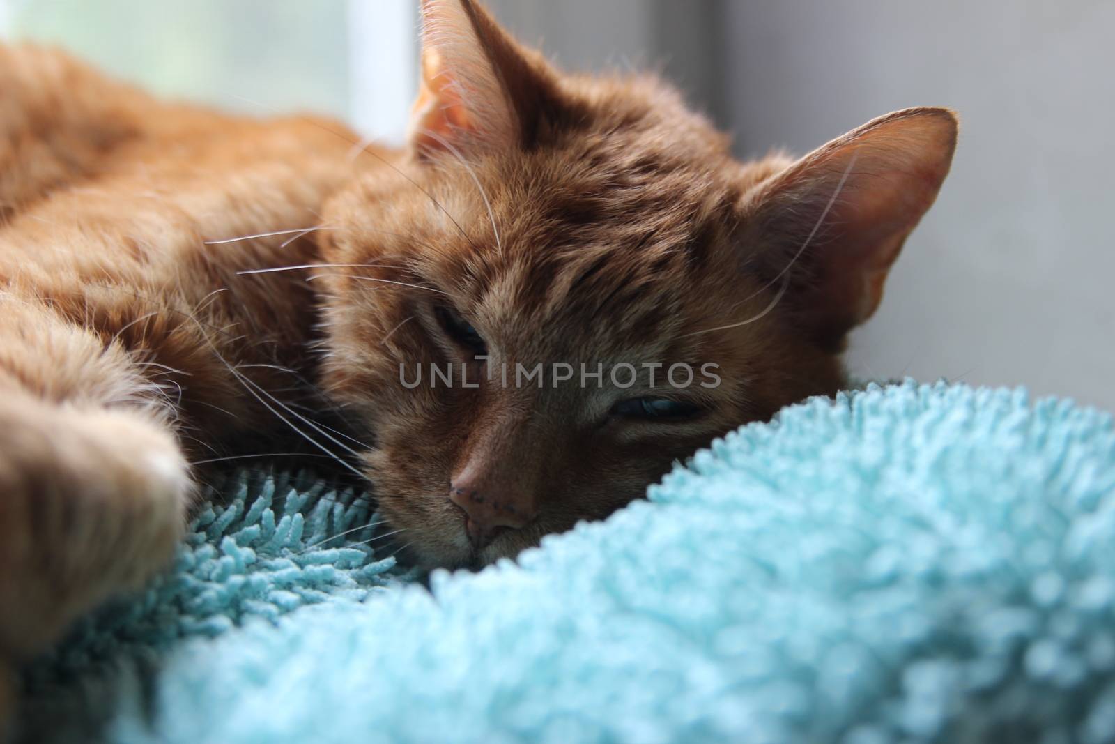 My Cat Spikey Chills at home in the sun