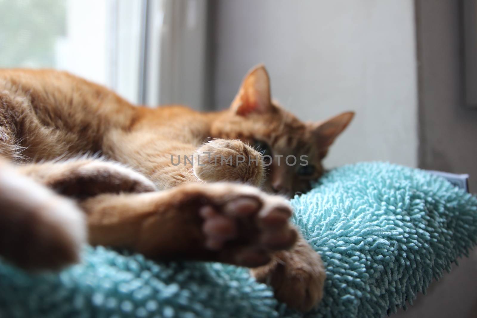 My Cat Spikey Chills at home in the sun