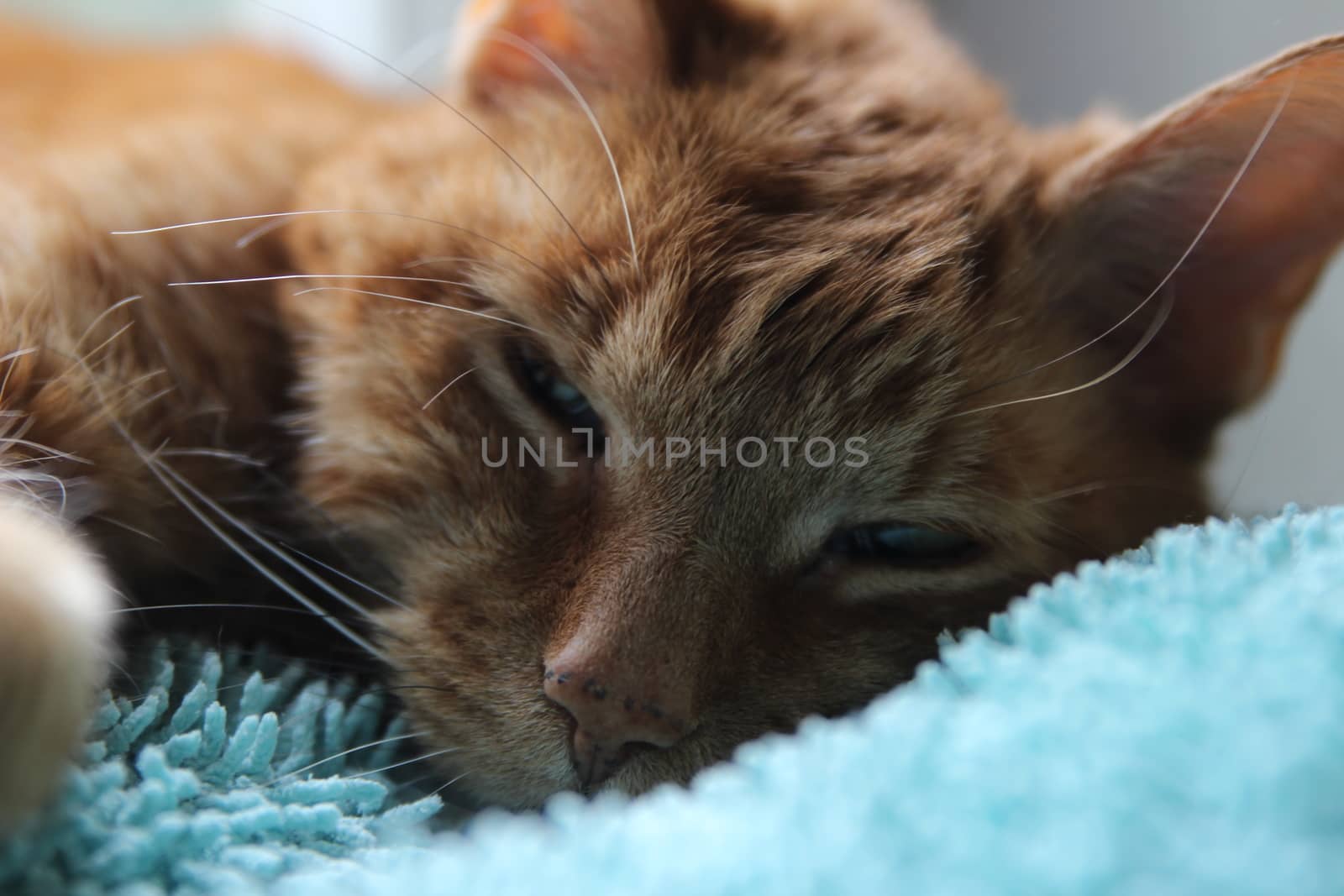 My cat chills on the windowsill in the sun and takes pictures by hanibalsmith18