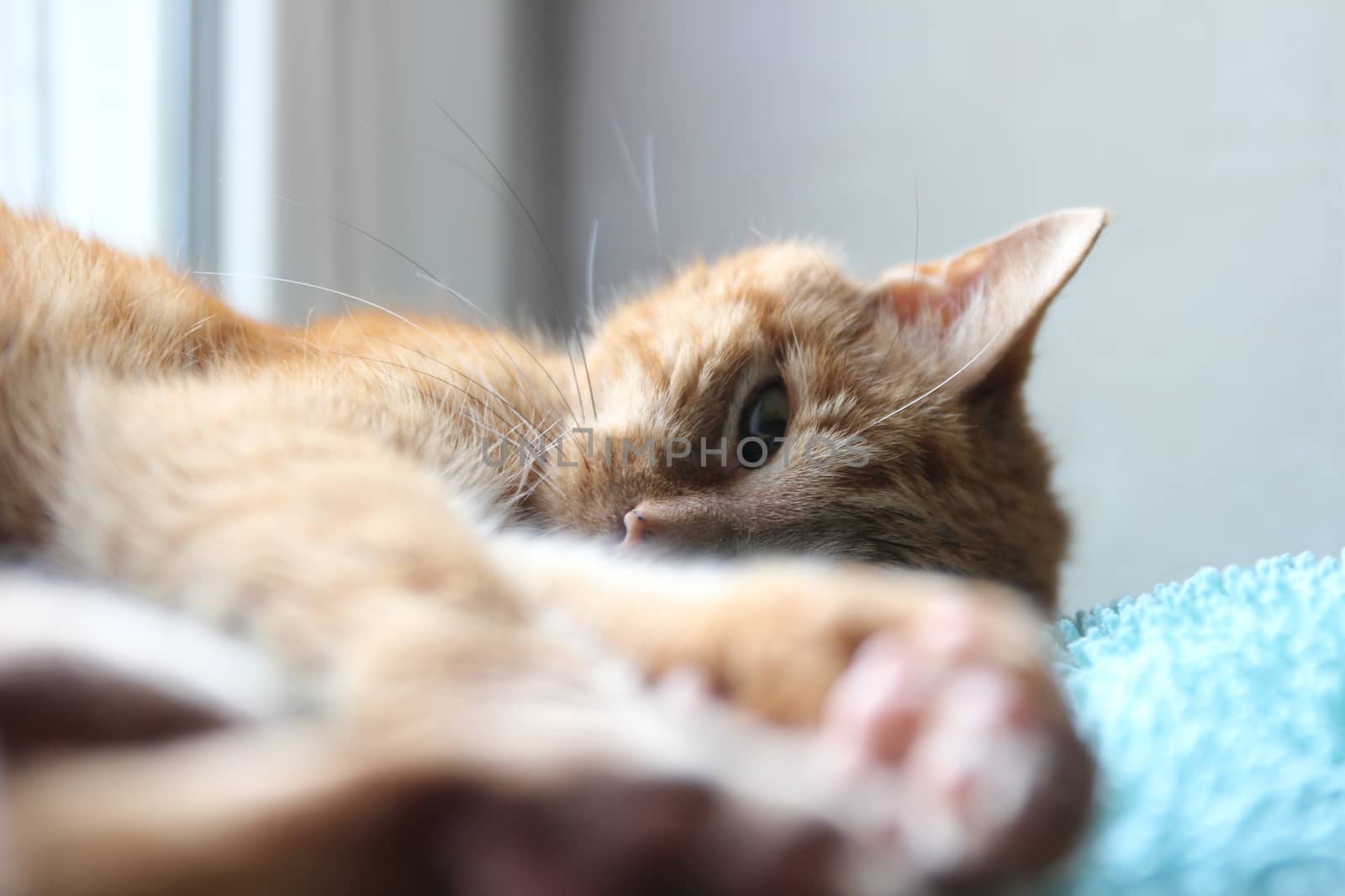 My cat chills on the windowsill in the sun and takes pictures by hanibalsmith18