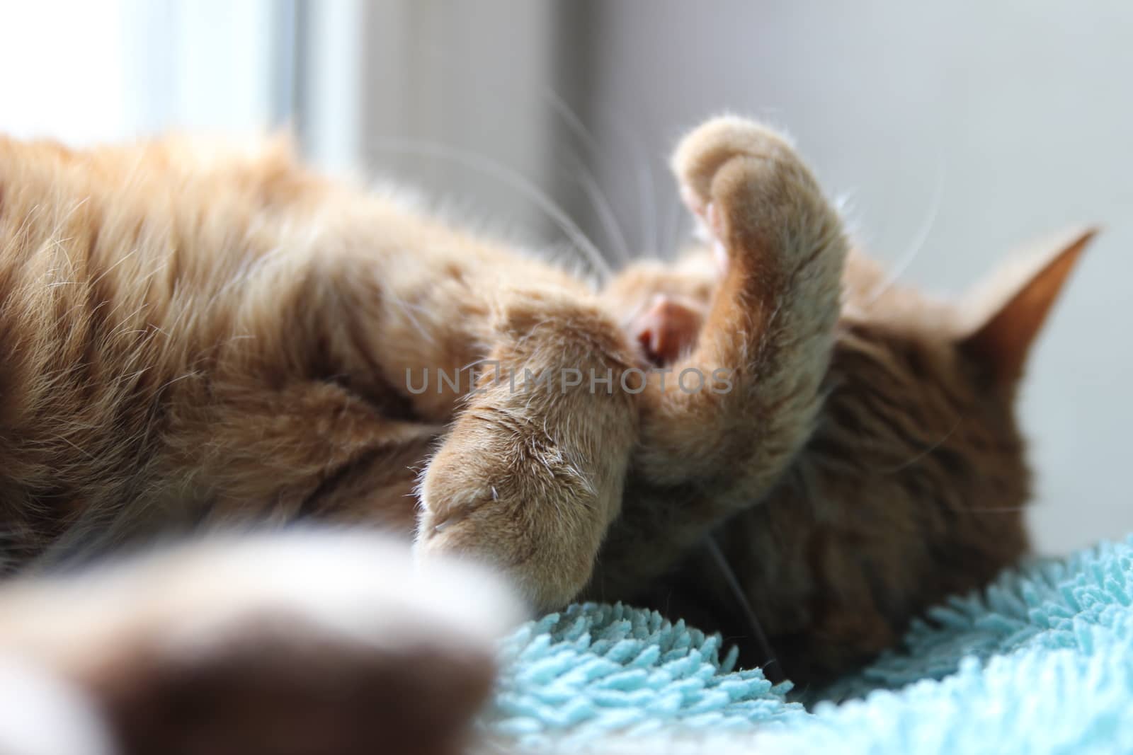 My Cat Spikey Chills at home in the sun