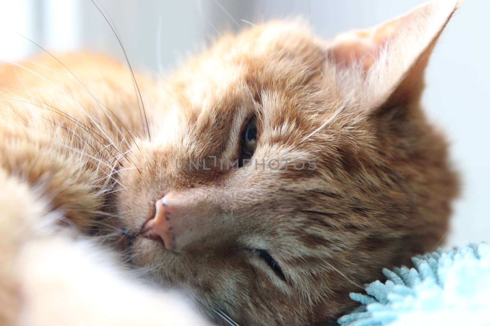 My cat chills on the windowsill in the sun and takes pictures by hanibalsmith18