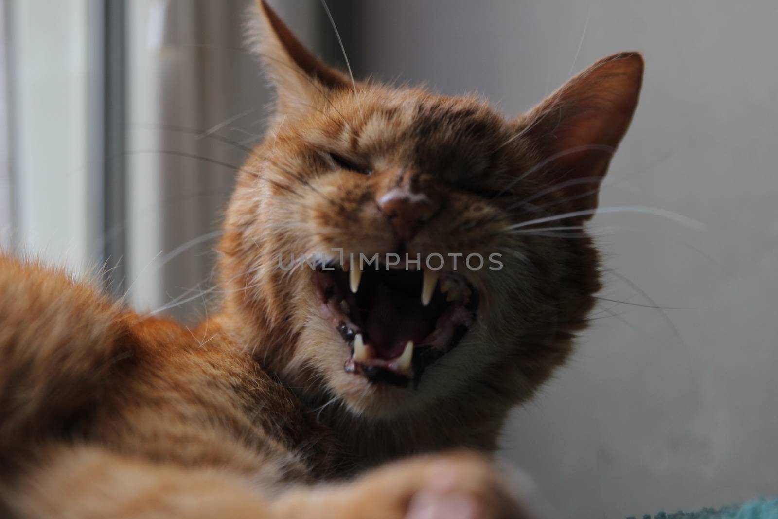 My Cat Spikey Chills at home in the sun