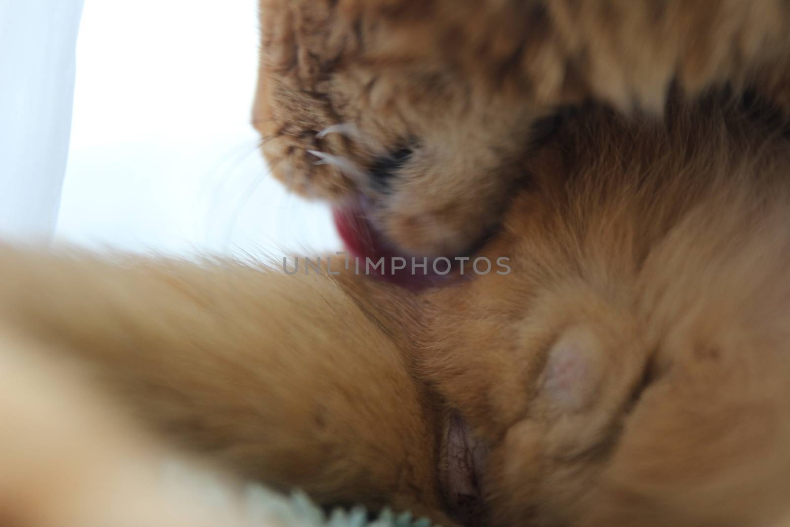 My cat chills on the windowsill in the sun and takes pictures by hanibalsmith18