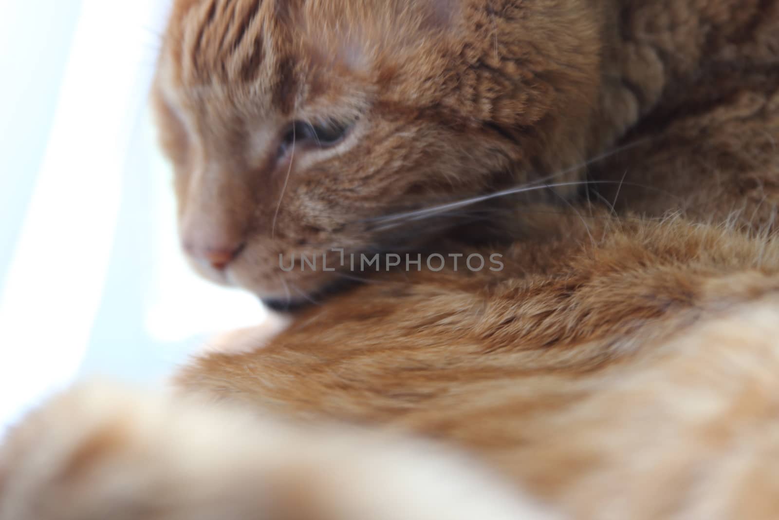 My Cat Spikey Chills at home in the sun