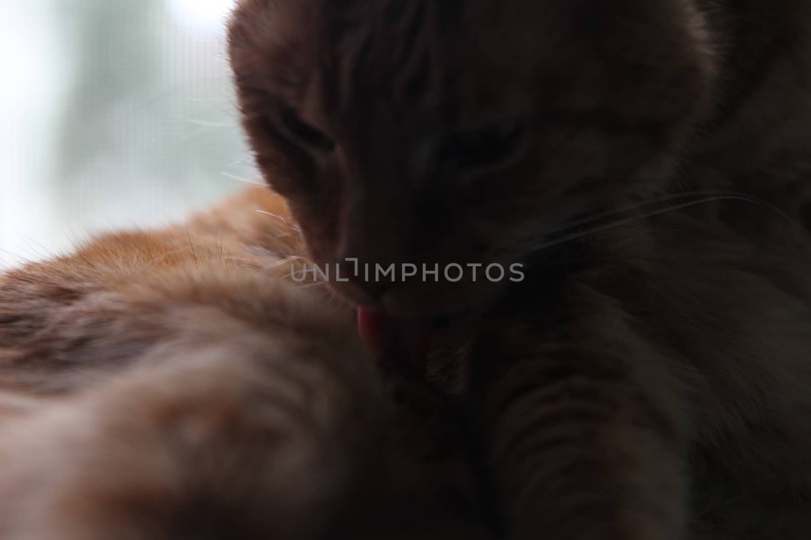 My Cat Spikey Chills at home in the sun