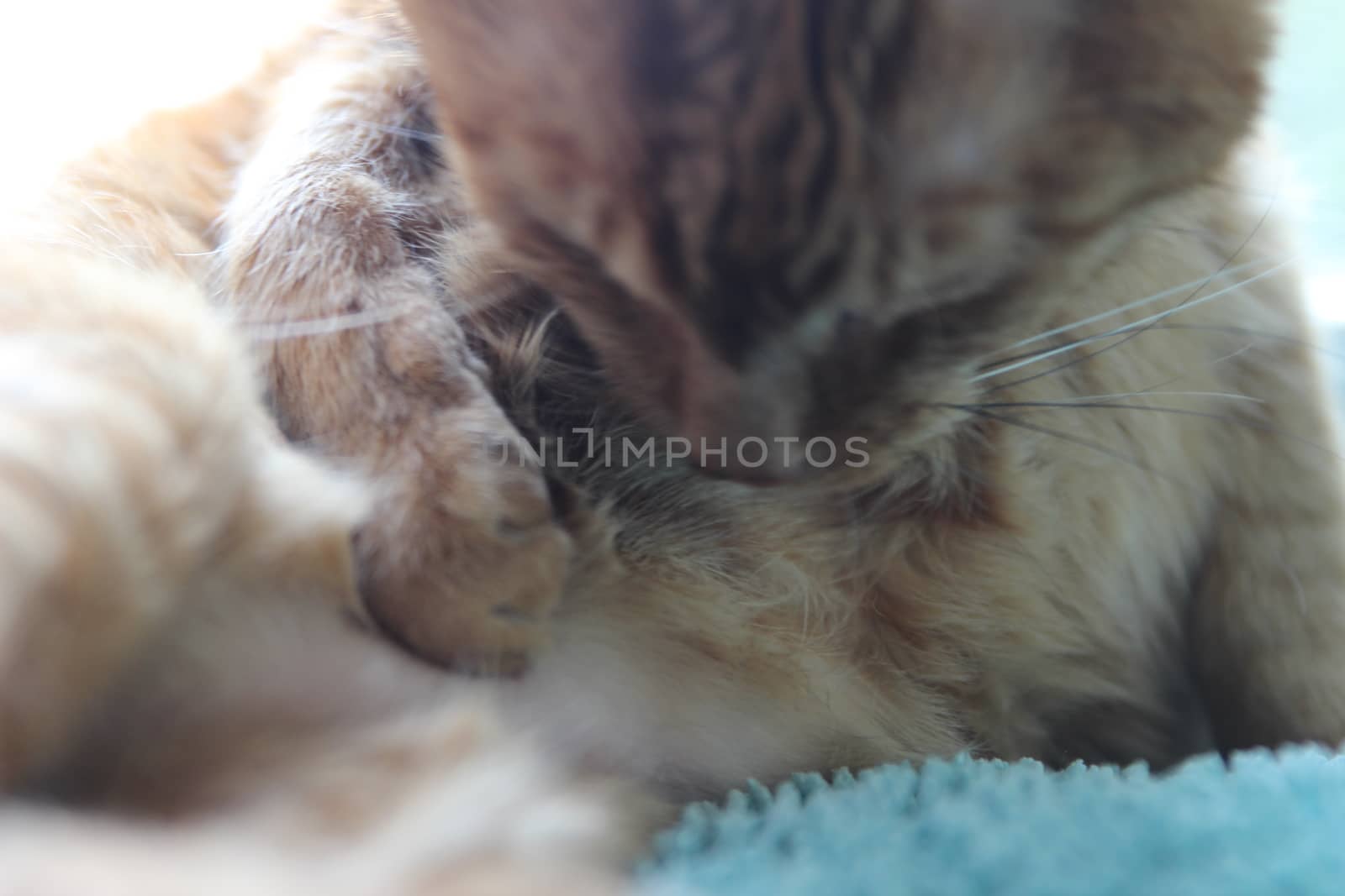 My cat chills on the windowsill in the sun and takes pictures by hanibalsmith18