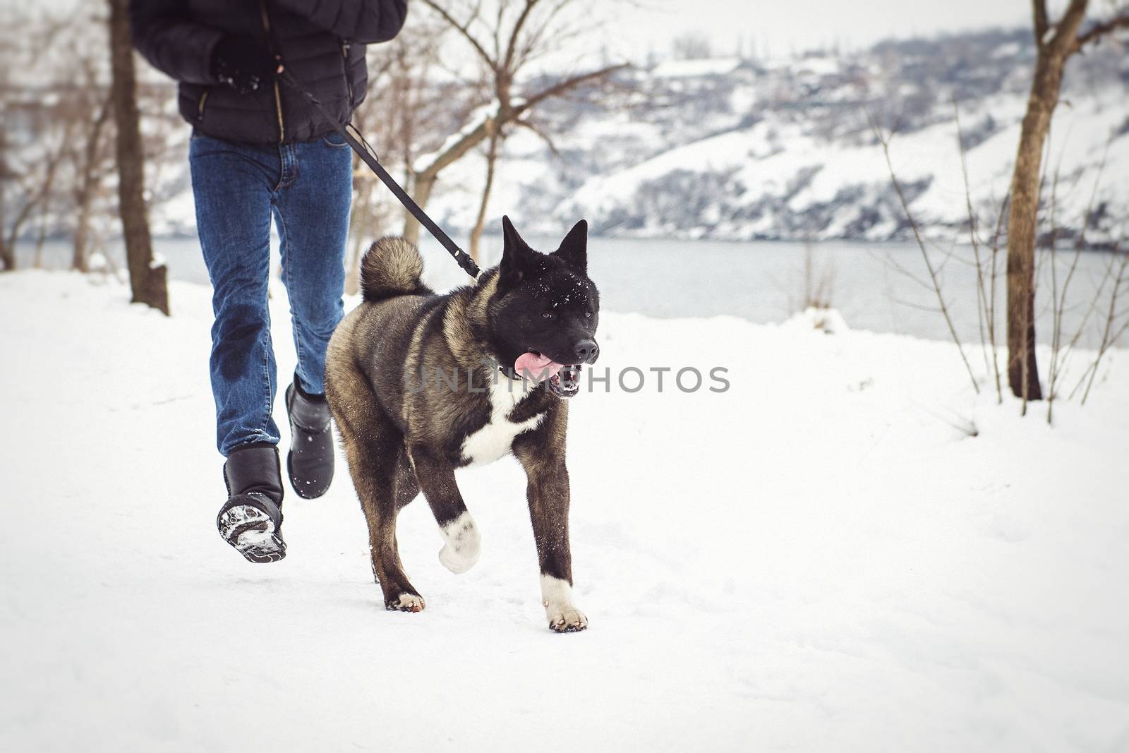 Alaskan Malamute dark color in the natural environment with men by Andreua