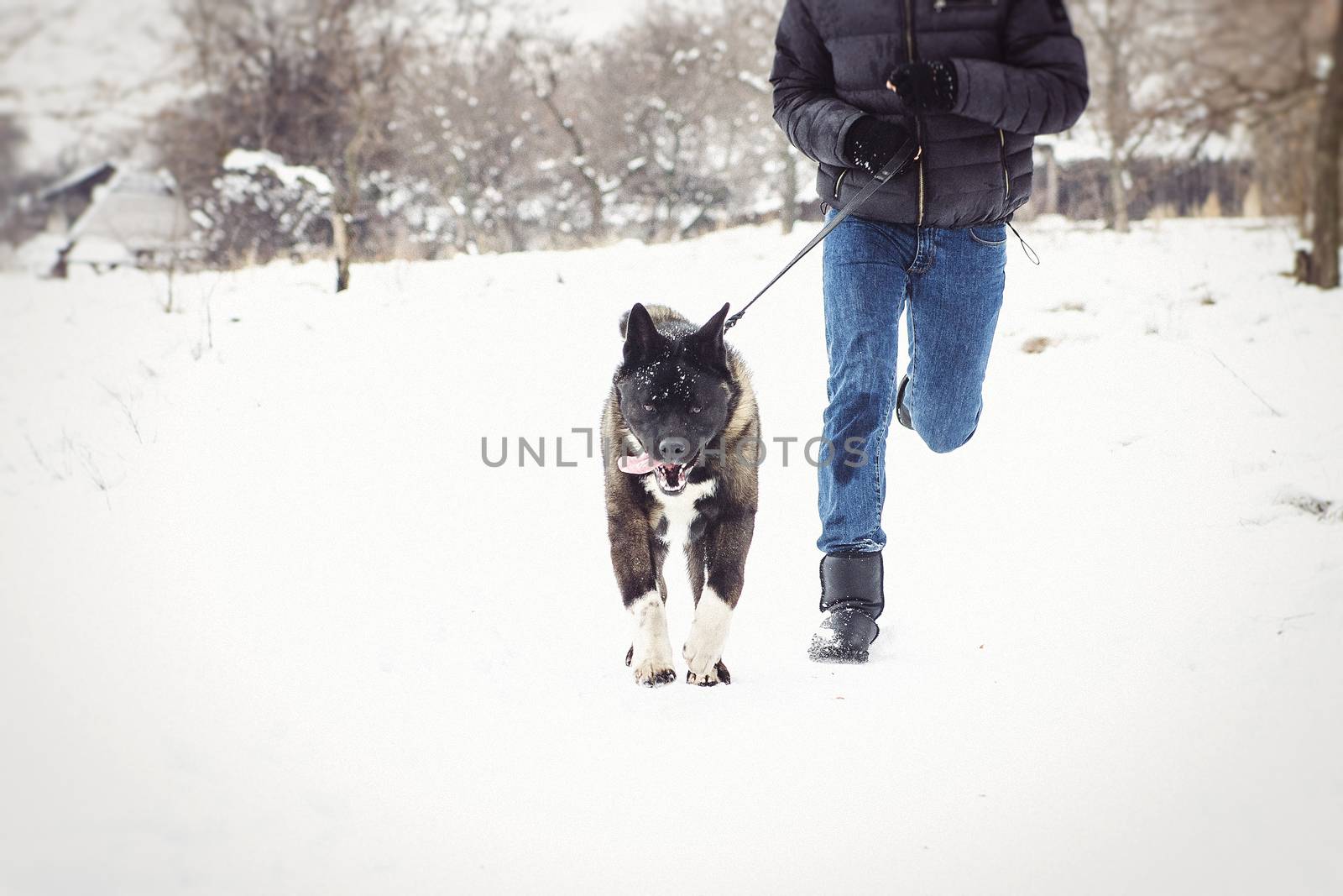 Alaskan Malamute dark color in the natural environment with men by Andreua