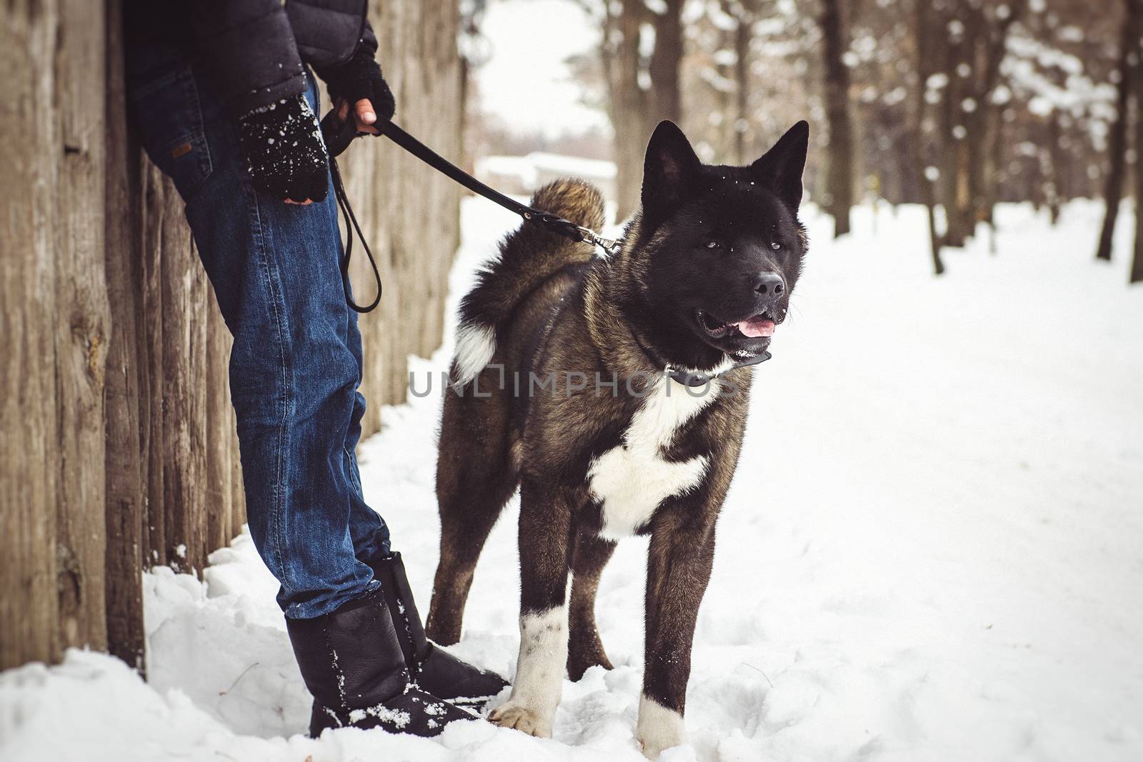 Alaskan Malamute dark color in the natural environment with men by Andreua