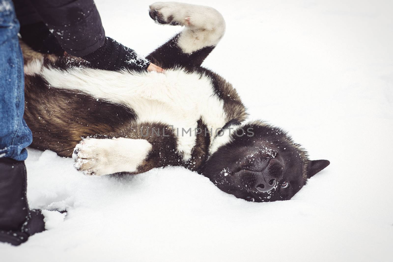 Alaskan Malamute dark color in the natural environment with men by Andreua