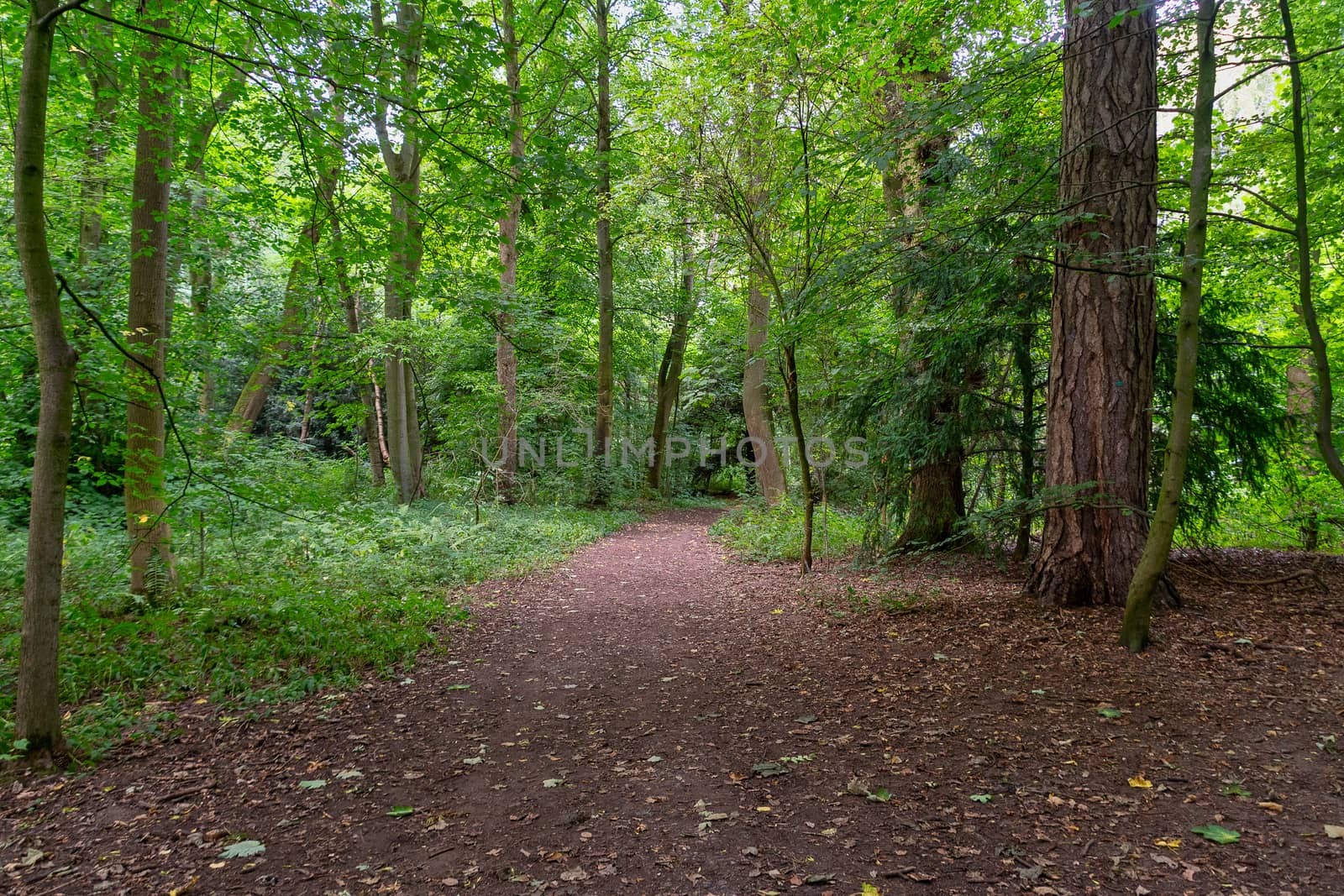 Path winding through a forest