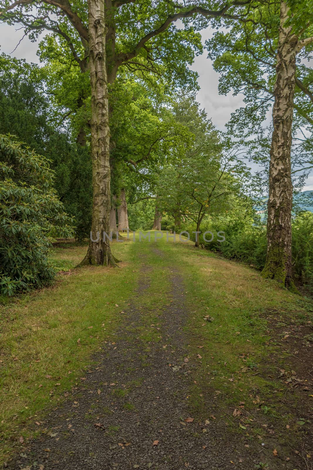 Forest path in amoungst trees