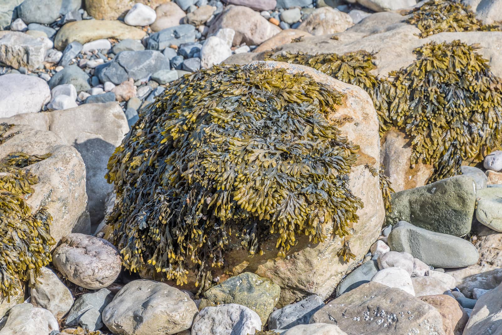 Seaweed growing on some rocks