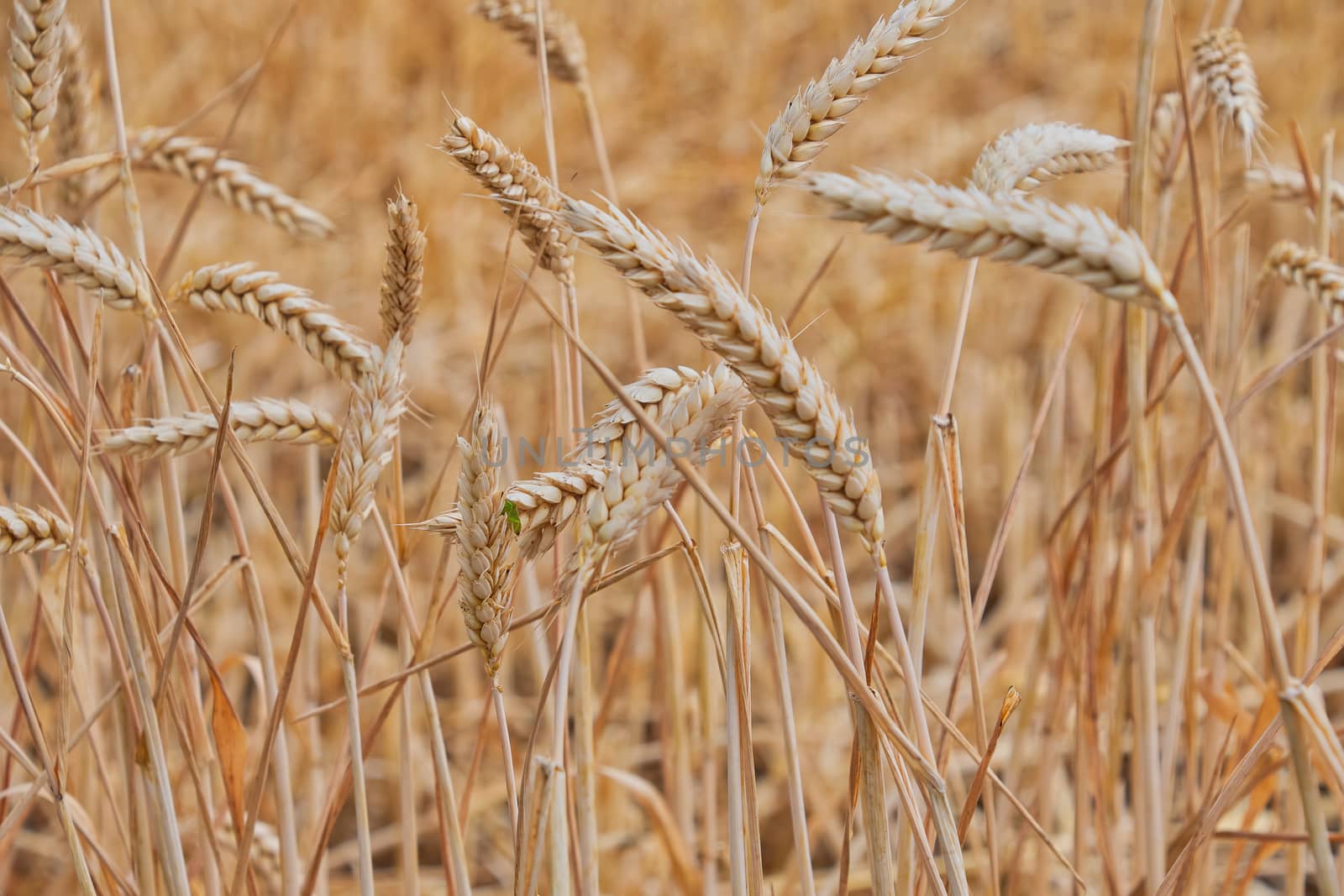 Ears of golden wheat close up growing in a field.