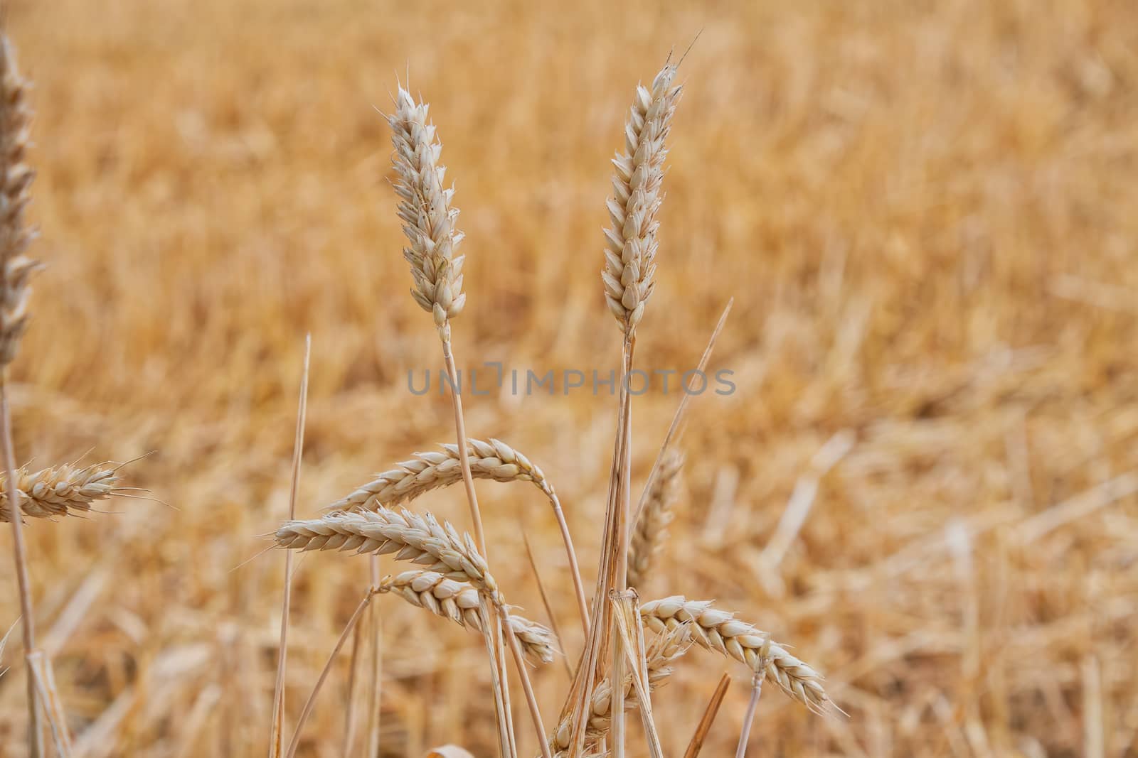 Ears of golden wheat close up growing in a field.