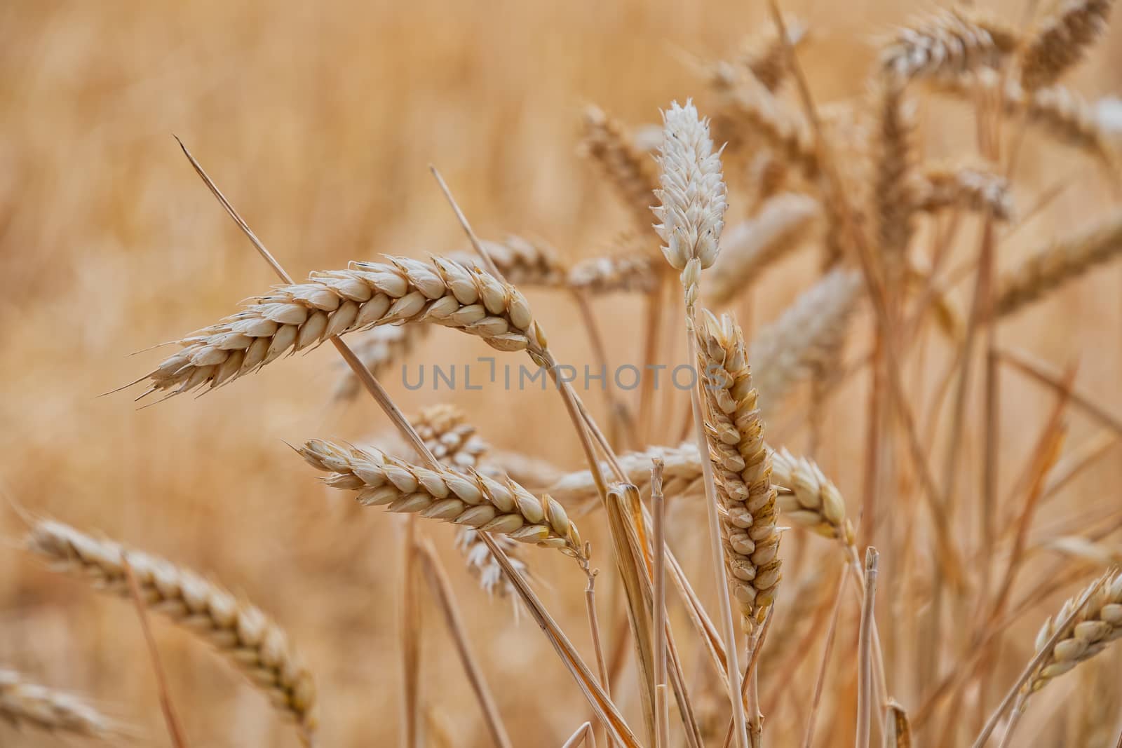 Ears of golden wheat close up growing in a field.