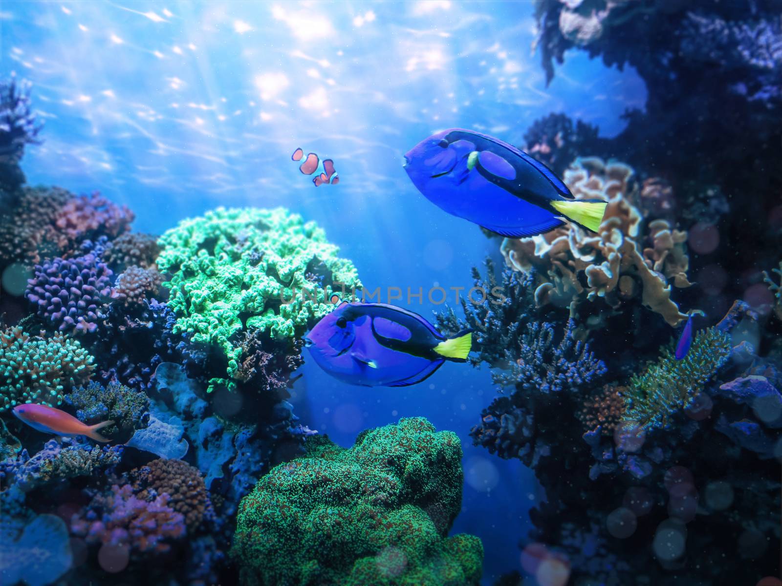 Two blue tang fish swiming in coral reef. by Sophon_K