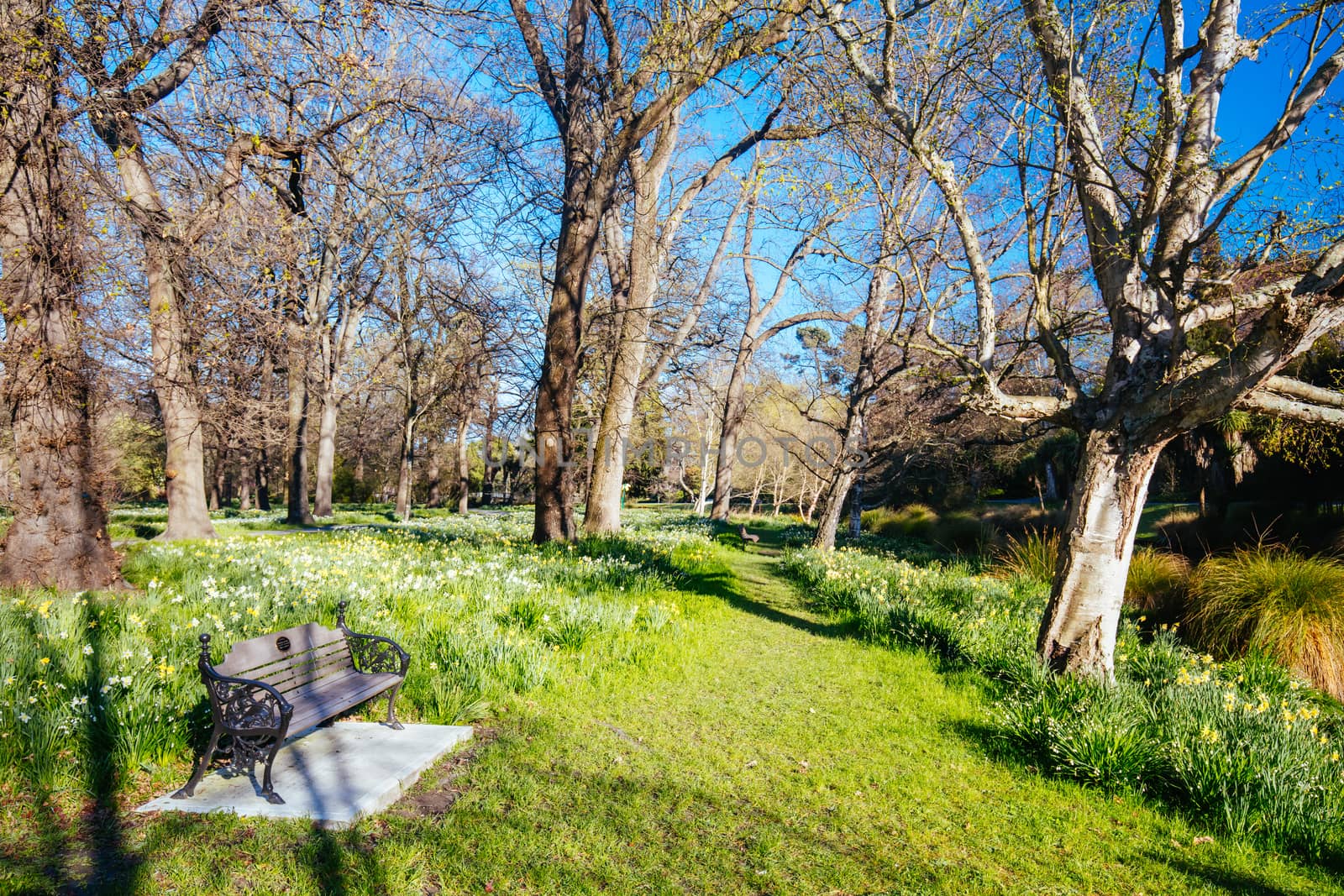 Landscape around the River Avon in Christchurch on a warm spring day in New Zealand