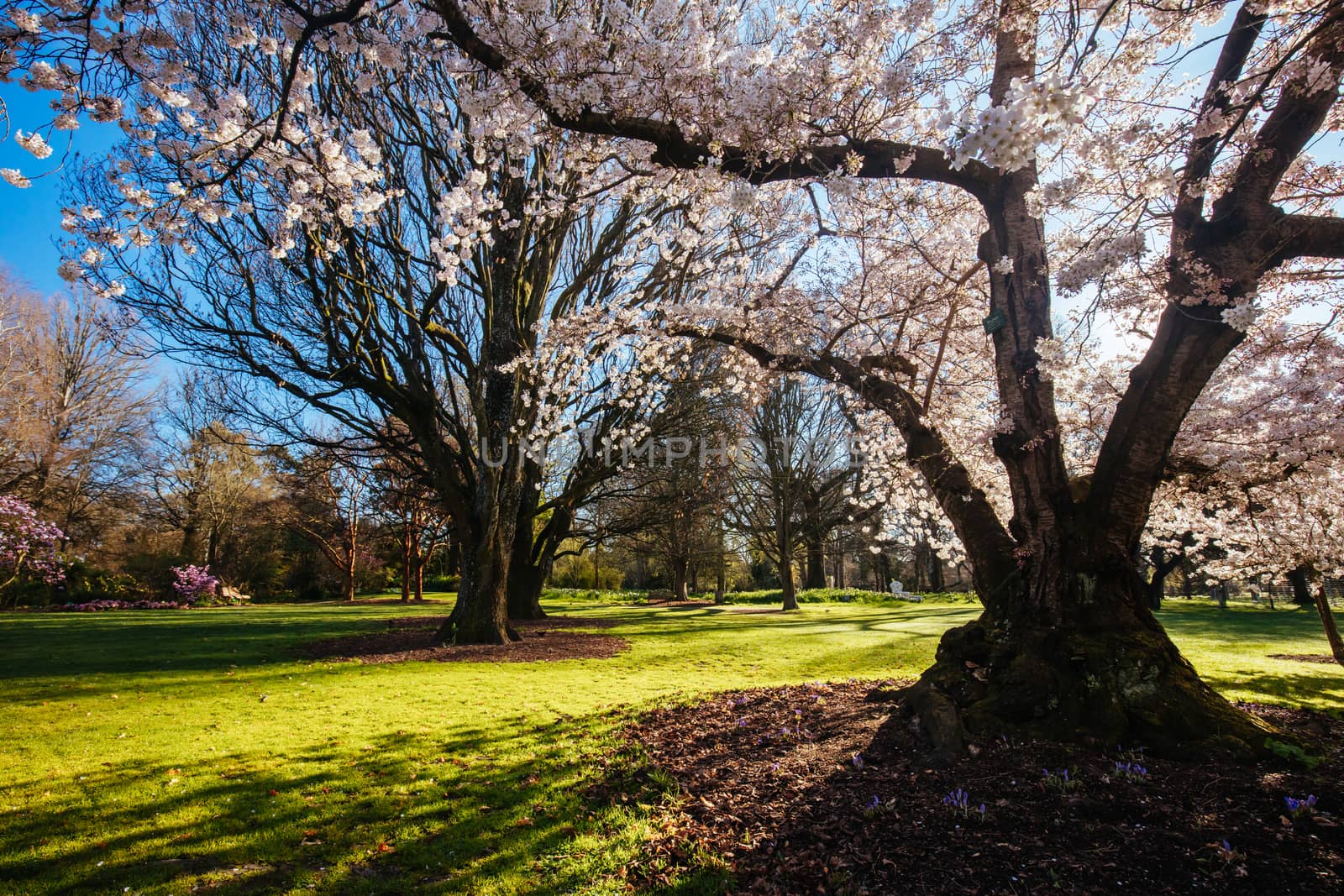 Landscape around the River Avon in Christchurch on a warm spring day in New Zealand