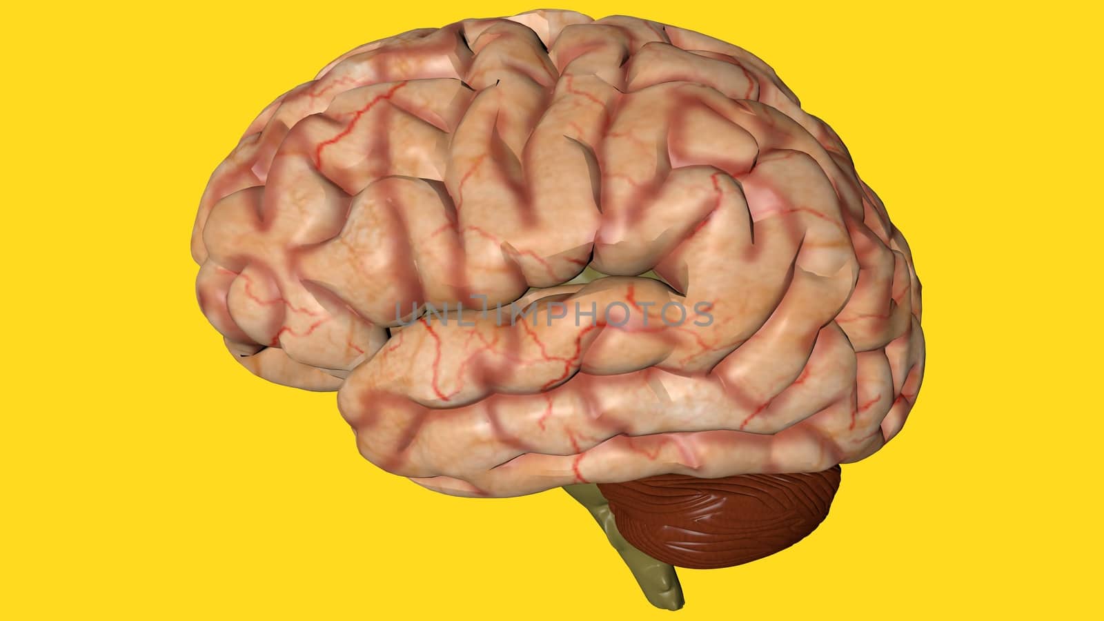 Anatomical 3D model of human brain for medical students. by Photochowk