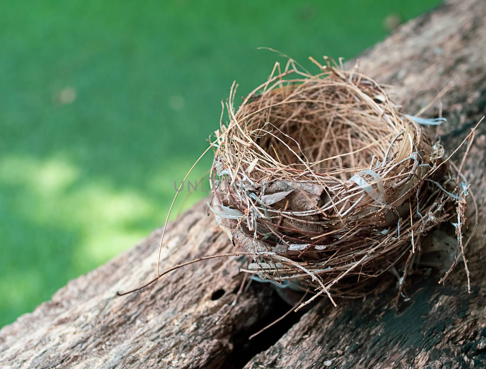 Empty bird nest on a tree branch by Nawoot