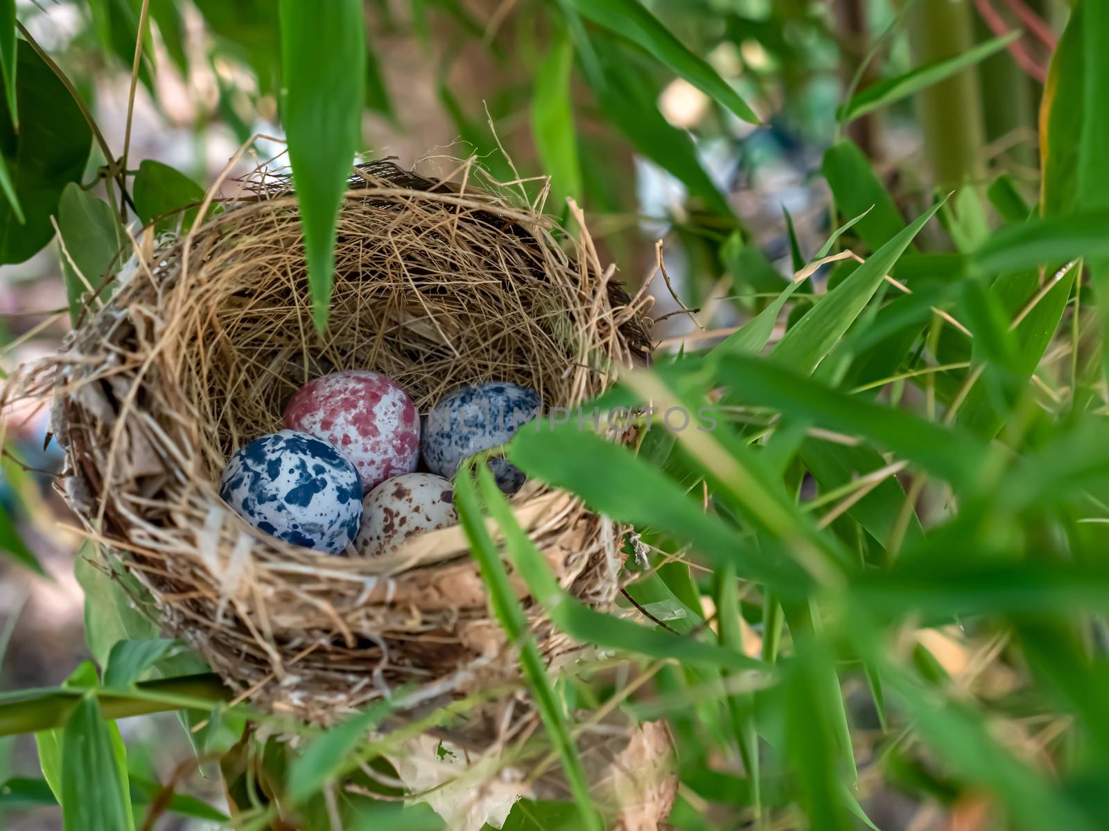 Bird nest with eggs on a branch of a tree by Nawoot
