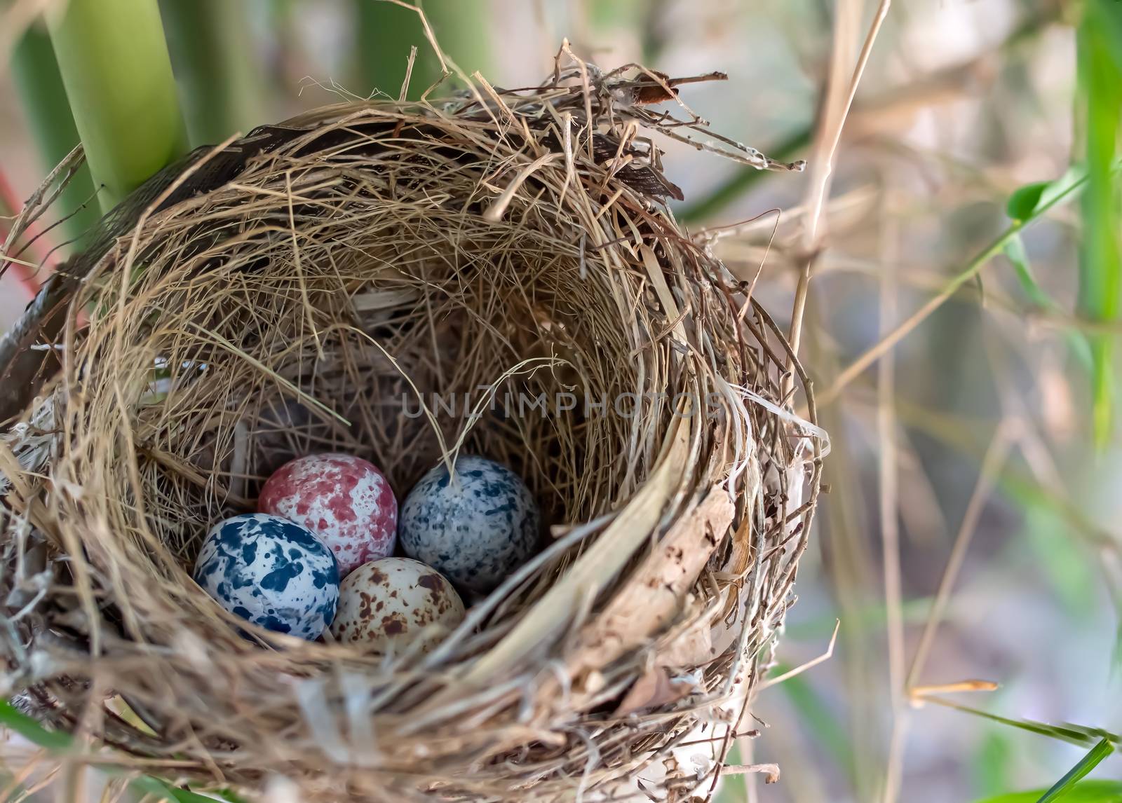 A bird nest in the bamboo tree with four colorful eggs.