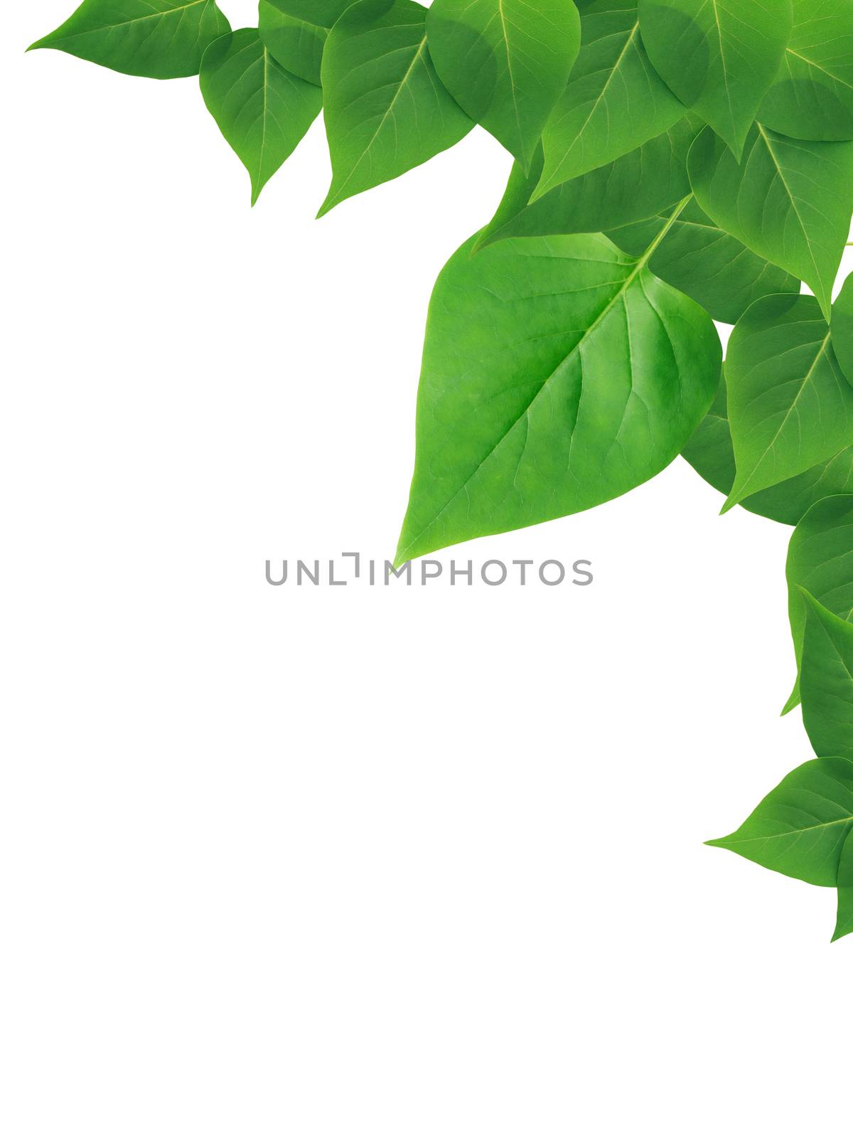 Green Leaves Border by kvkirillov
