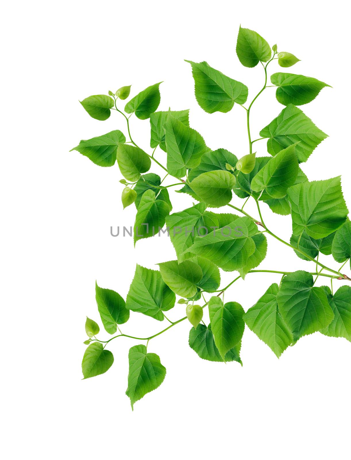 Nice green ivy in bloom on white background