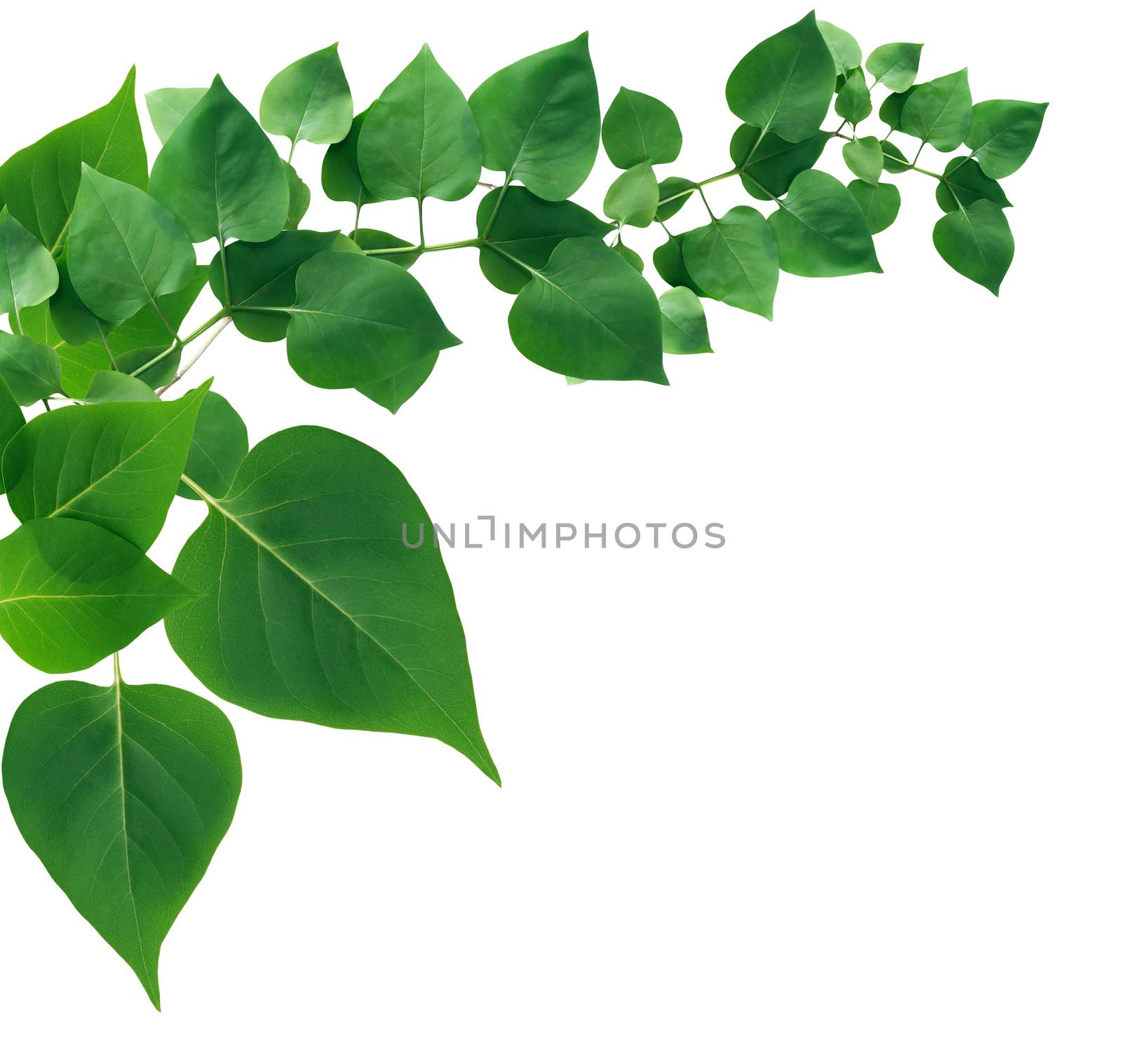 Nice green leaves composition as border on white background