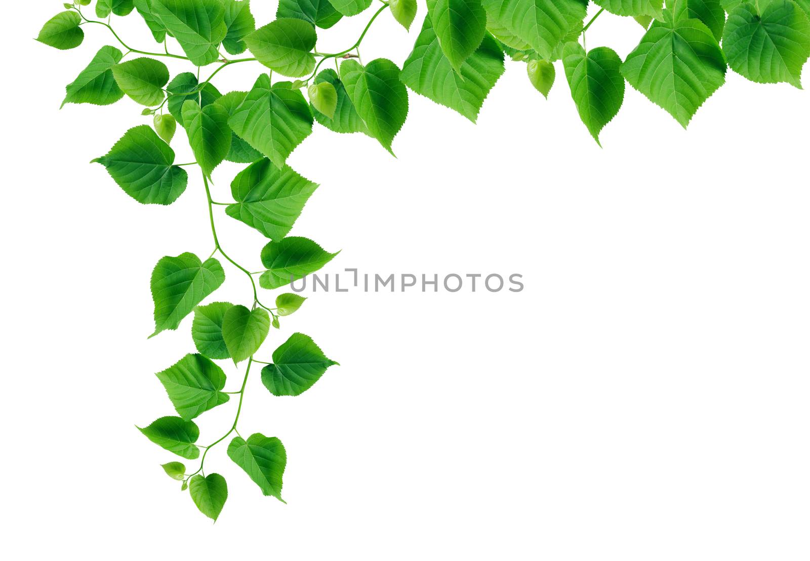Nice green ivy in bloom as border on white background