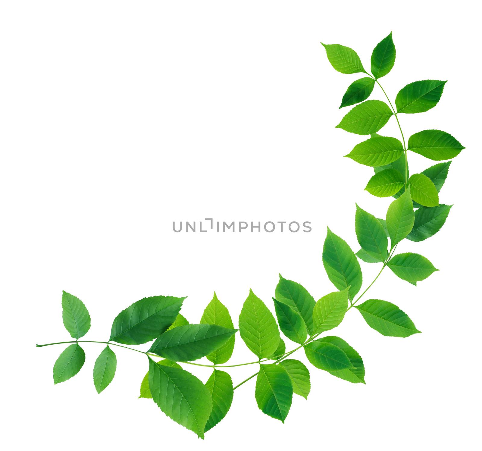 Nice green leaves composition as border on white background