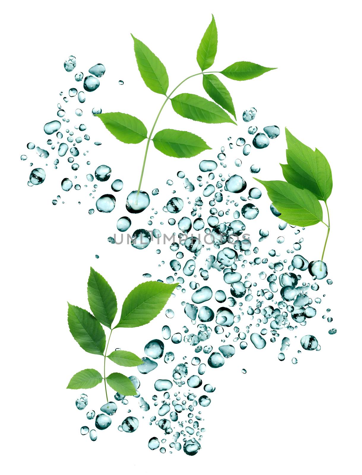 Summer rain concept. Freshness green leaves on background with water drops
