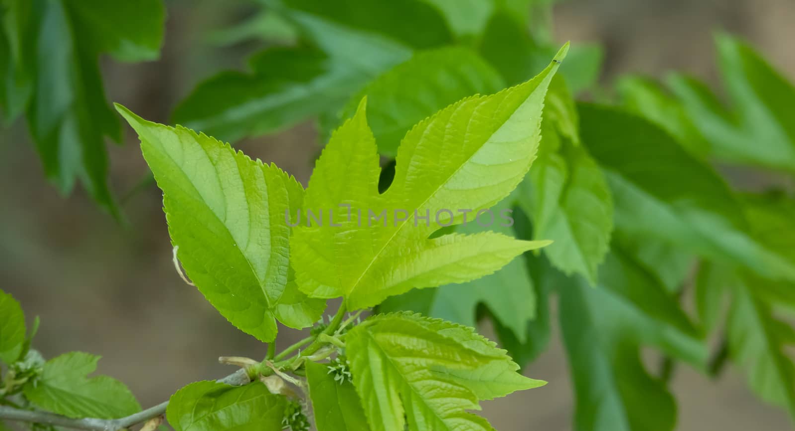 Leaf of Mulberry with Three Corners, It can be used as a texture pattern and background