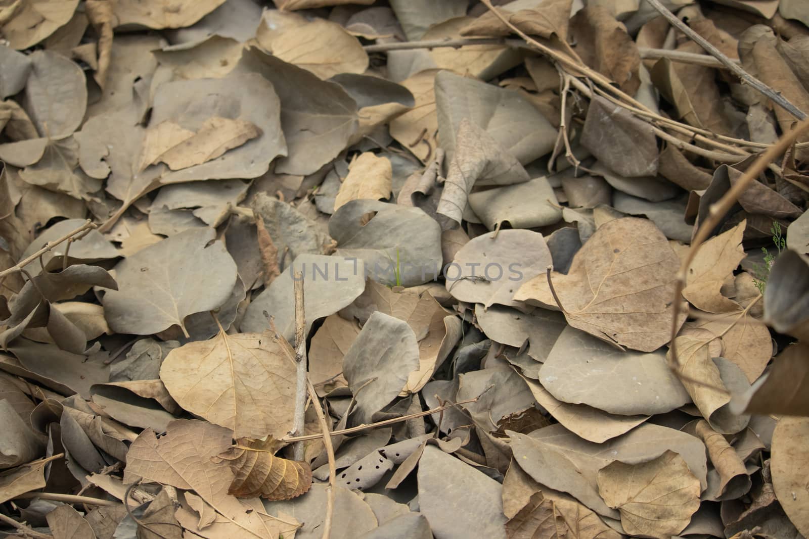 Gunda fruit's dry leaves scattered in autumn