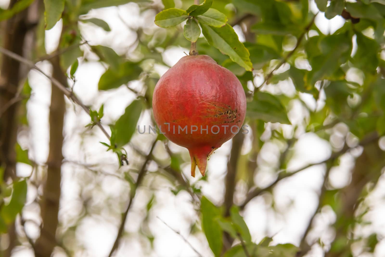 A ripe bright red pomegranate hanging on the tree, This photo is taken from the rural area in Rajasthan, India.