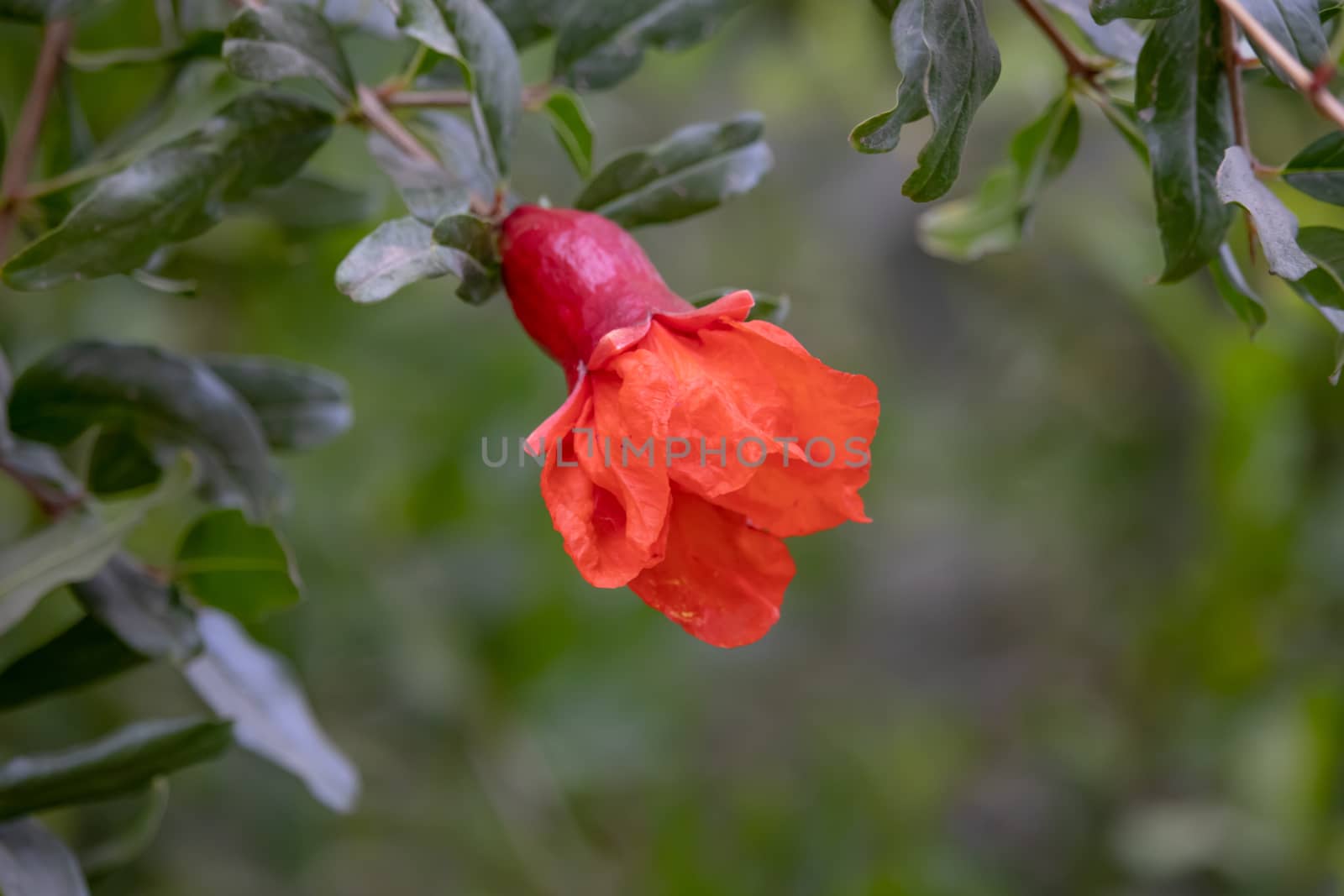 Close-up of Beautiful red flowers of pomegranate blooming on a tree branch
