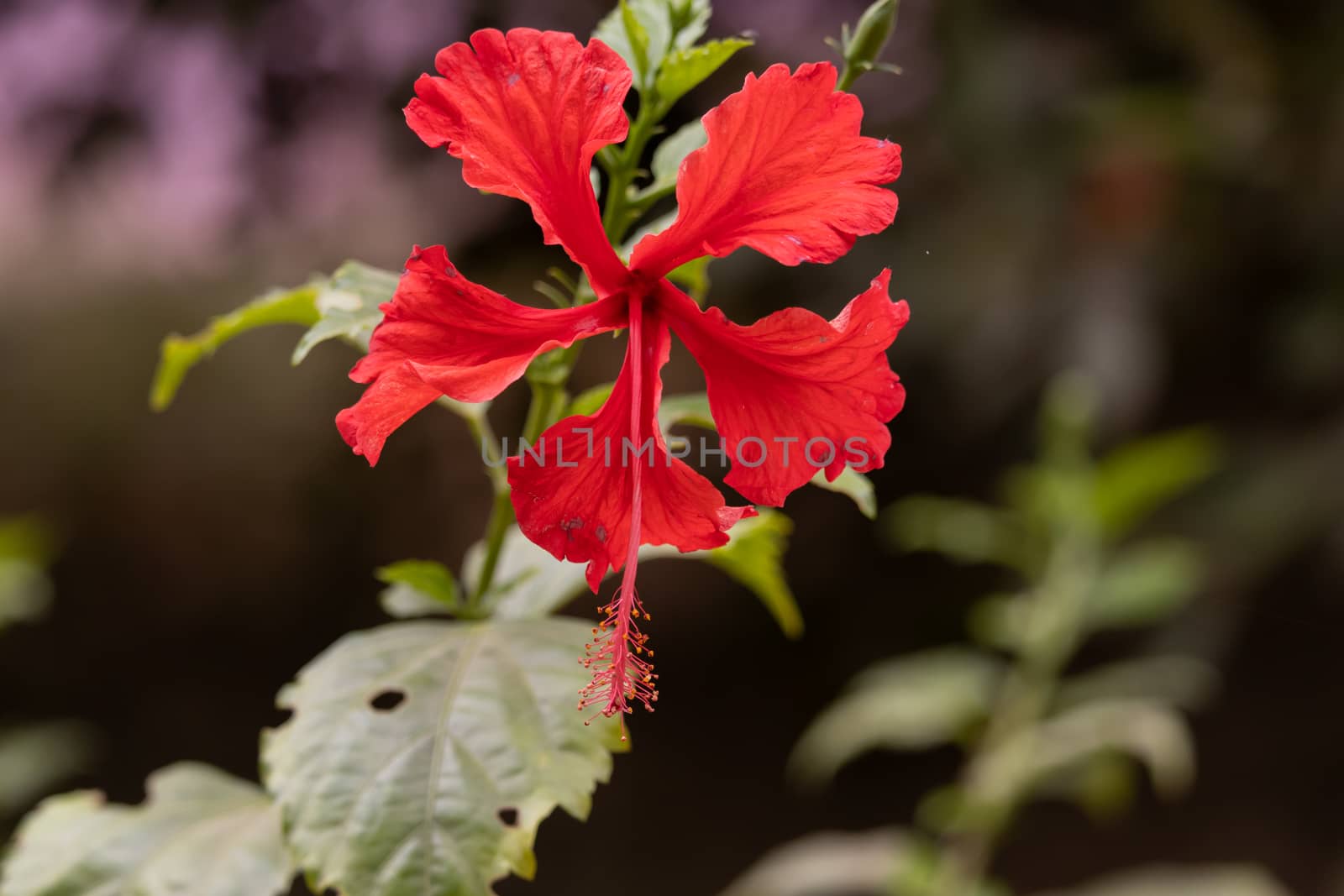 Hibiscus flower blooming with five red petals And light black nature colored background