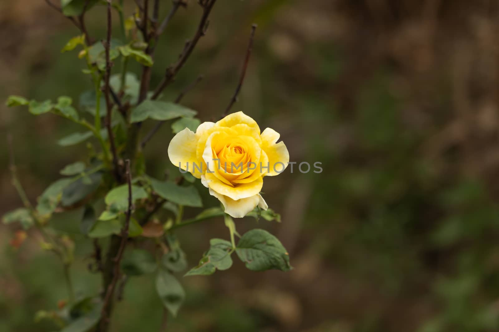 Yellow rose flower in nature falls colors in spring with Foggy background